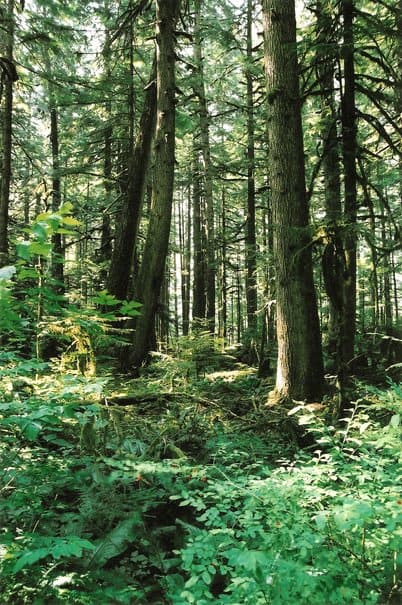 forest_carbon_offset_for_blog forest carbon offset for blog2 Make your travel blog or website carbon neutral (for free!)