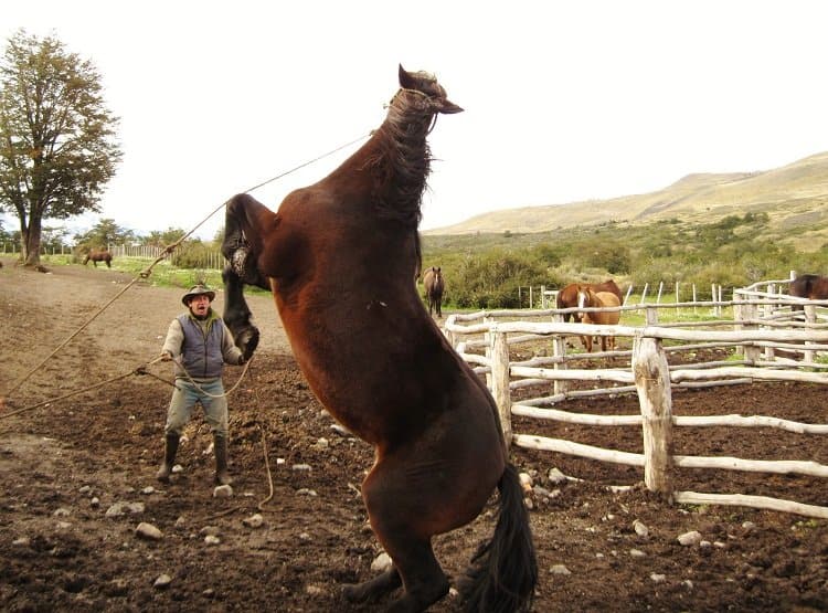 not_a_happy_horse not a happy horse Patagonias Gauchos: The Cowboy Way (Photo Essay)