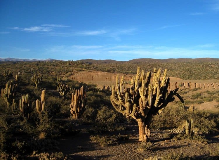 bolivian_cactus bolivian cactus Road Tripping in Southwest Bolivia