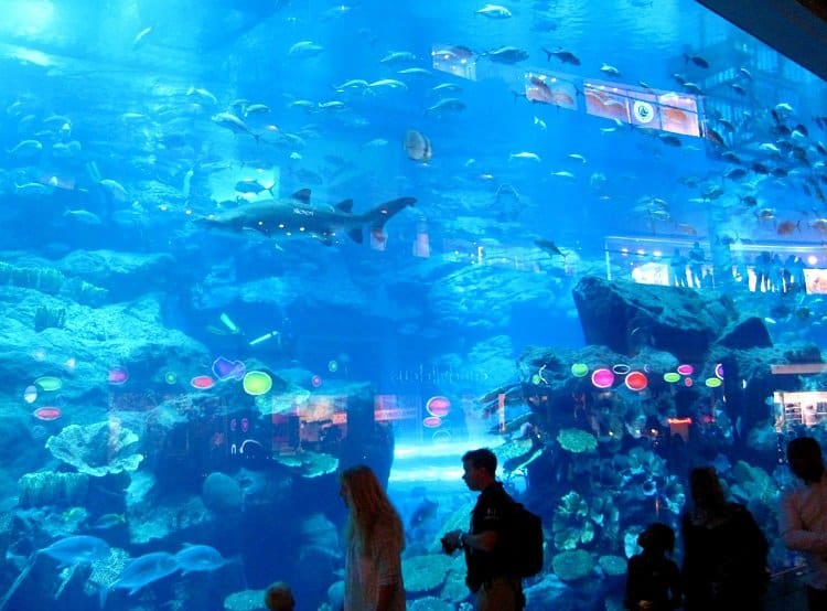 aquarium Dubai Today (Photo Essay)