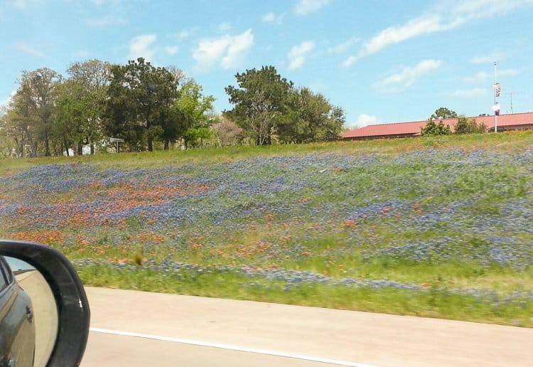 blue bonnets 132201 Roadside BBQ: Jerry Mikeskas, Columbus, TX