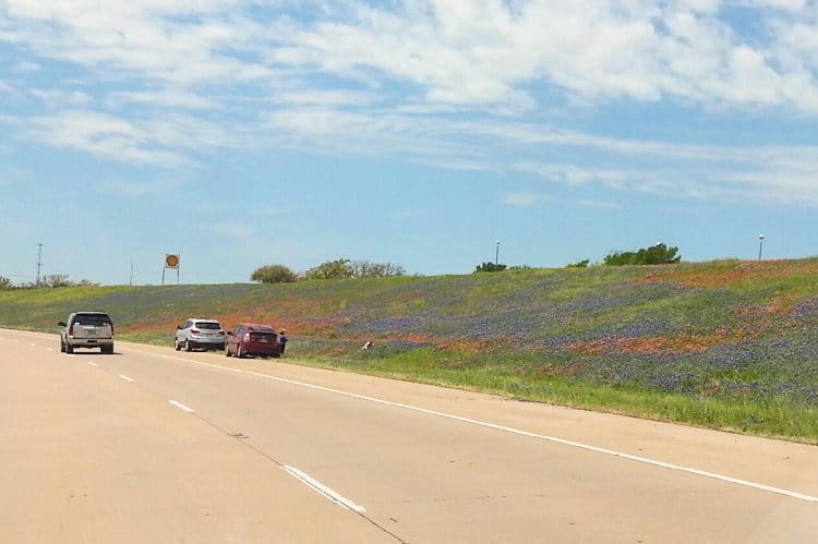 blue bonnets 132320 Roadside BBQ: Jerry Mikeskas, Columbus, TX