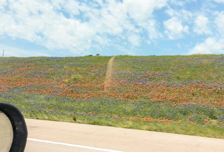 blue bonnets 132323 Roadside BBQ: Jerry Mikeskas, Columbus, TX