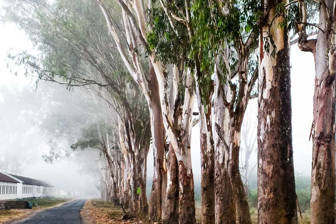 Image result for national park in coorg